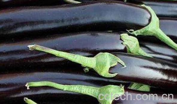 茄子蒂有什么好处 茄子蒂有的妙用-1