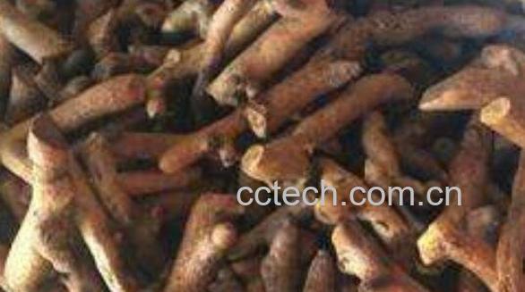 毛姜是骨碎补吗 毛姜和骨碎补的区别-0