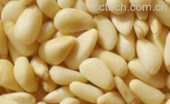 红松子仁的功效与作用-0