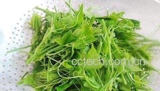 佛手苗可以吃吗 佛手苗怎么炒好吃-0