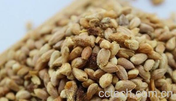 红松子仁的功效与作用-1