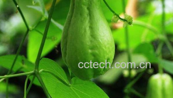 佛手苗可以吃吗 佛手苗怎么炒好吃-1