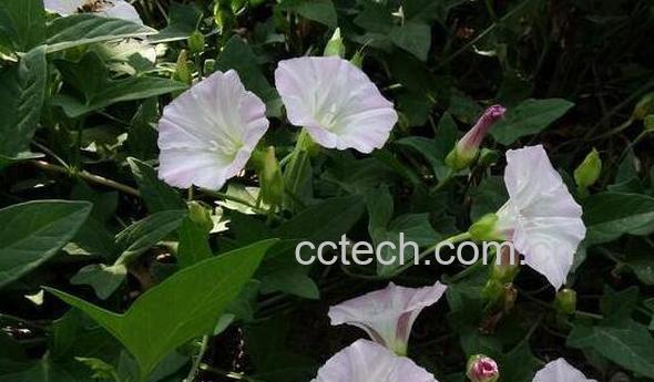 打碗花怎样食用-0