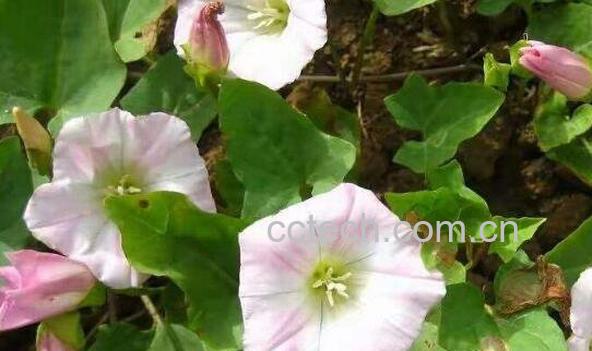 打碗花怎样食用-1