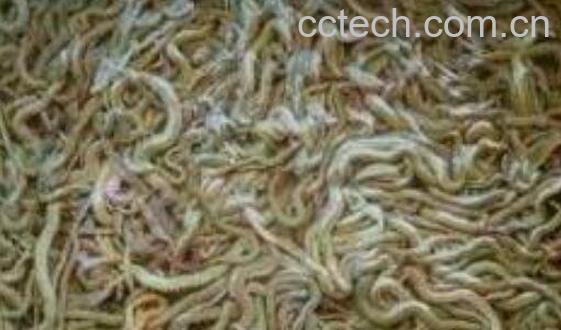 沙蚕的药用价值 沙蚕什么人不能吃-0