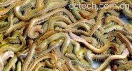 沙蚕的药用价值 沙蚕什么人不能吃-1