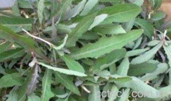 奶酱菜的功效与作用 奶酱菜有副作用吗-0