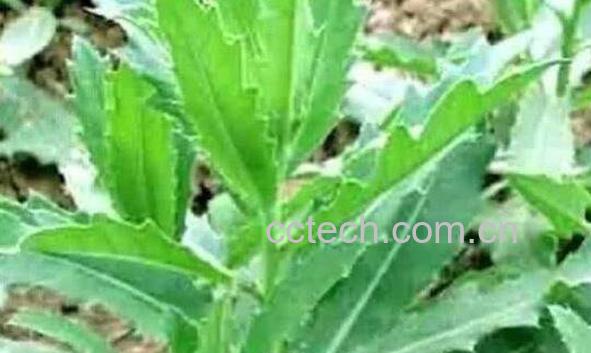 奶酱菜的功效与作用 奶酱菜有副作用吗-1