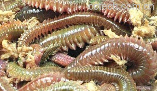 海蜈蚣怎么做好吃 海蜈蚣怎么吃才好吃-0