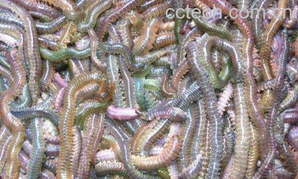 沙蚕的功效与作用 沙蚕的做法-0