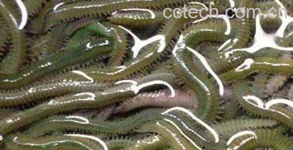 沙蚕的功效与作用 沙蚕的做法-1