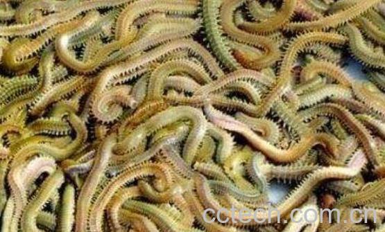 海蜈蚣怎么做好吃 海蜈蚣怎么吃才好吃-1