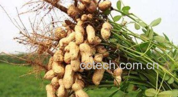 花生根怎么吃 花生根的药用价值-1