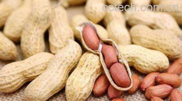 花生根怎么吃 花生根的药用价值-0