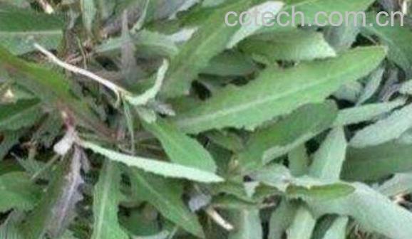 奶浆菜的作用与功效 奶浆菜副作用-0