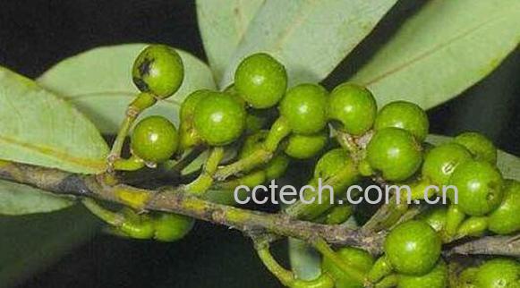 山胡椒怎么腌制好吃-0