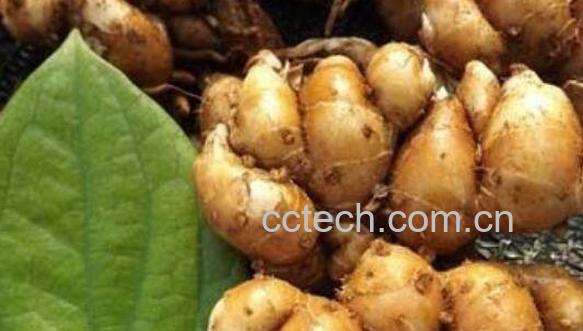 沙姜外敷的功效与作用 沙姜的功效-1