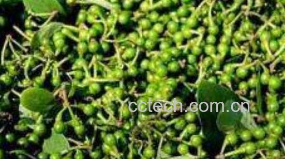 野山胡椒油如何做 野山胡椒油制作过程-0