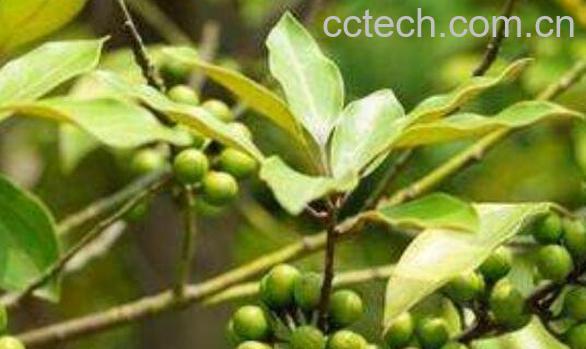 山胡椒怎么腌制好吃-1