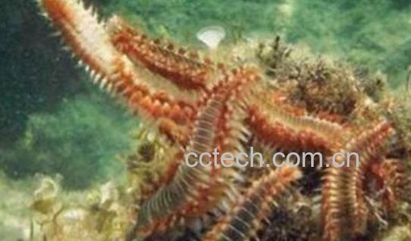 海蜈蚣干做法大全 海蜈蚣干的食用方法-0