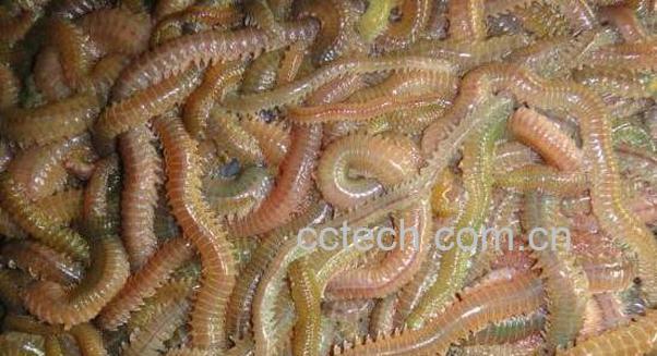 海蛆的功效与作用 海蛆的药用价值-1