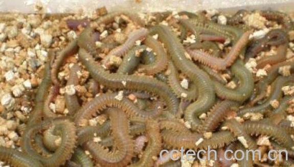 海蛆的功效与作用 海蛆的药用价值-0