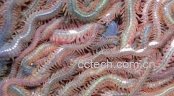 海蜈蚣干做法大全 海蜈蚣干的食用方法-1