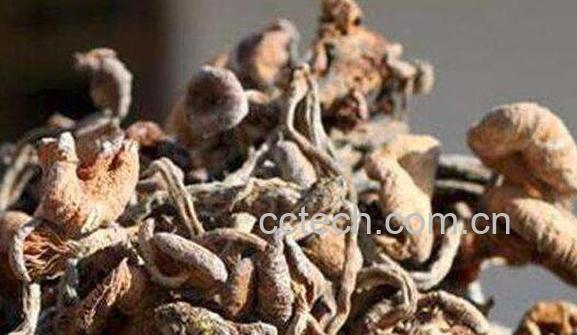 青冈菌的功效与作用 青冈菌的食用方法-0