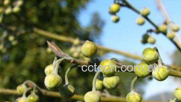 木姜子的功效与作用 木姜子的副作用-0