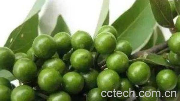 木姜子的功效与作用 木姜子的副作用-1