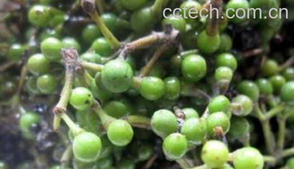 木姜子怎么泡才好吃 木姜子用酱油泡的做法-1