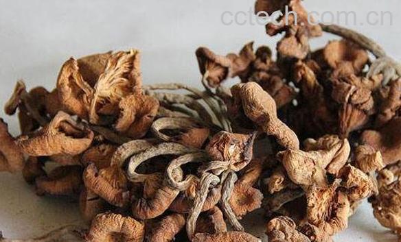 青杠菌的功效与作用 青杠菌的食用方法-0