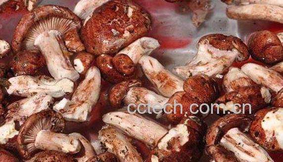 青杠菌的功效与作用 青杠菌的食用方法-1