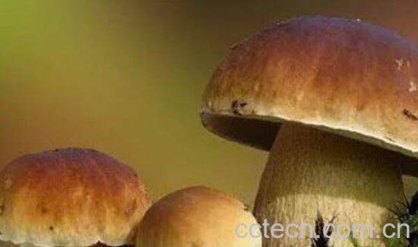 黄牛肝菌的功效与作用-1