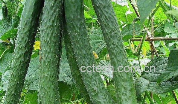 青瓜和黄瓜有什么区别 吃青瓜的好处-0