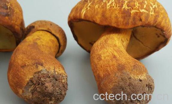 黄牛肝菌的功效与作用-0