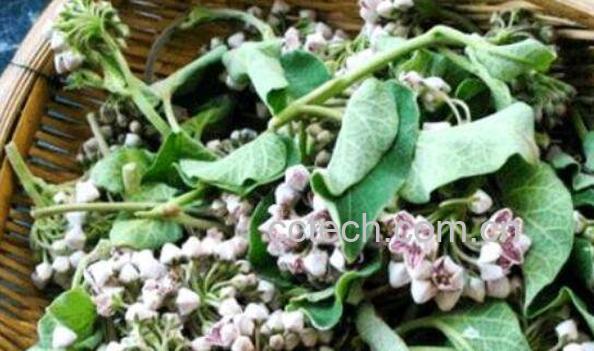 奶浆花的功效和作用-1