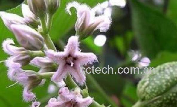 奶浆花的功效和作用-0