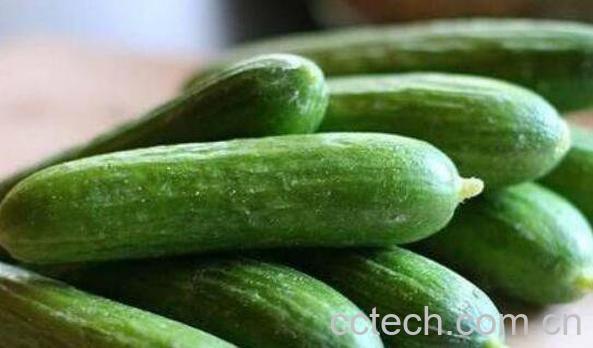 青瓜和黄瓜有什么区别 吃青瓜的好处-1