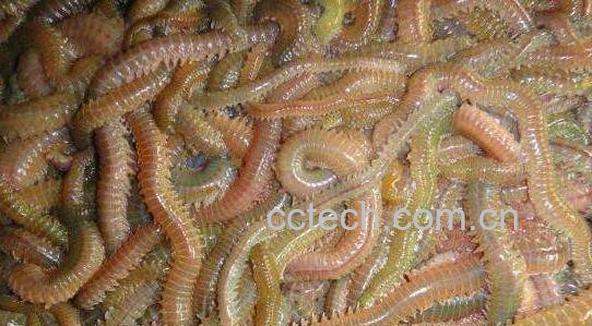 海蜈蚣的功效与作用 海蜈蚣怎么杀-1