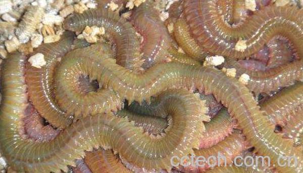 海蜈蚣营养价值与功效-0