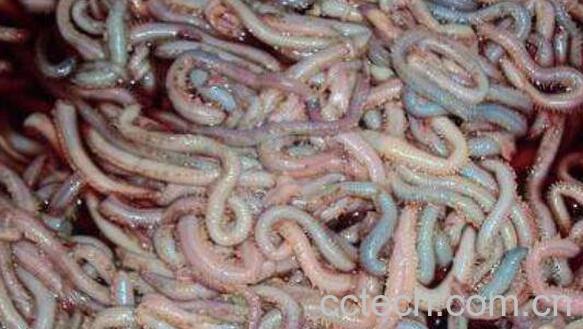 海蜈蚣营养价值与功效-1