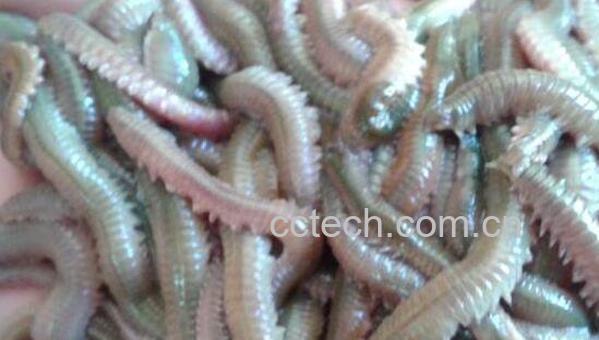 海蜈蚣怎么做好吃 海蜈蚣怎么洗-1