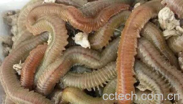 海蜈蚣怎么做好吃 海蜈蚣怎么洗-0