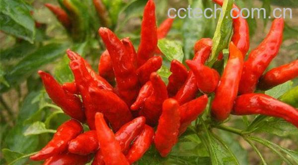朝天椒-1