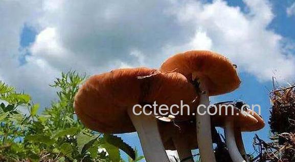 野生菌的功效与作用 吃野生菌的好处有哪些-1