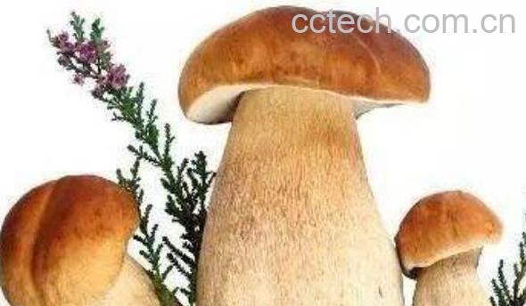 野生菌的功效与作用 吃野生菌的好处有哪些-0
