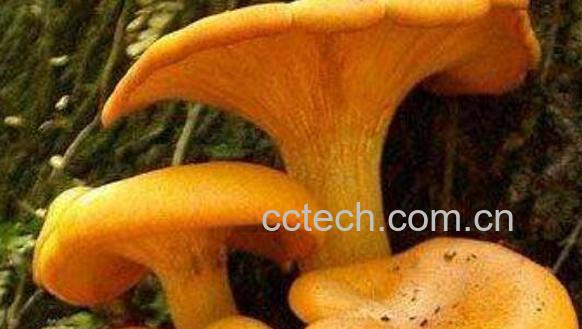 鸡油菌的功效与作用 鸡油菌的食用方法-0