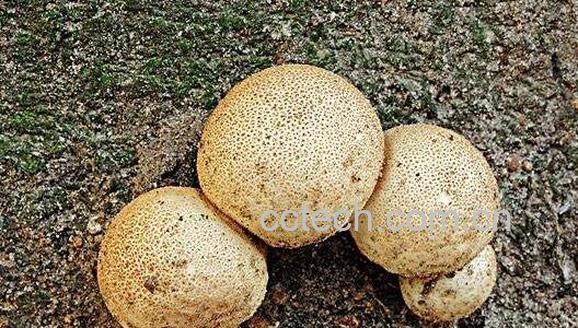 马勃菌的功效与作用-0