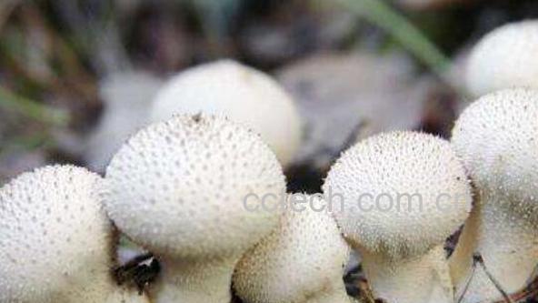 马勃菌的功效与作用-1